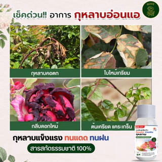 Rosy สารเพิ่มภูมิคุ้มกันสำหรับกุหลาบ ผนังเซลล์แข็งแรงทนต่อแสงแดดและความร้อน ทนฝน ลดอาการใบไหม้แดด ทนต่อแมลงเจาะดูดน้ำ