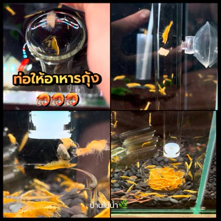 ท่อให้อาหารกุ้ง จานอาหารกุ้ง หลอดให้อาหารกุ้ง จานกุ้ง Shrimp Feeding Food Tube Suction Cup | บ้านไม้น้ำ🌿