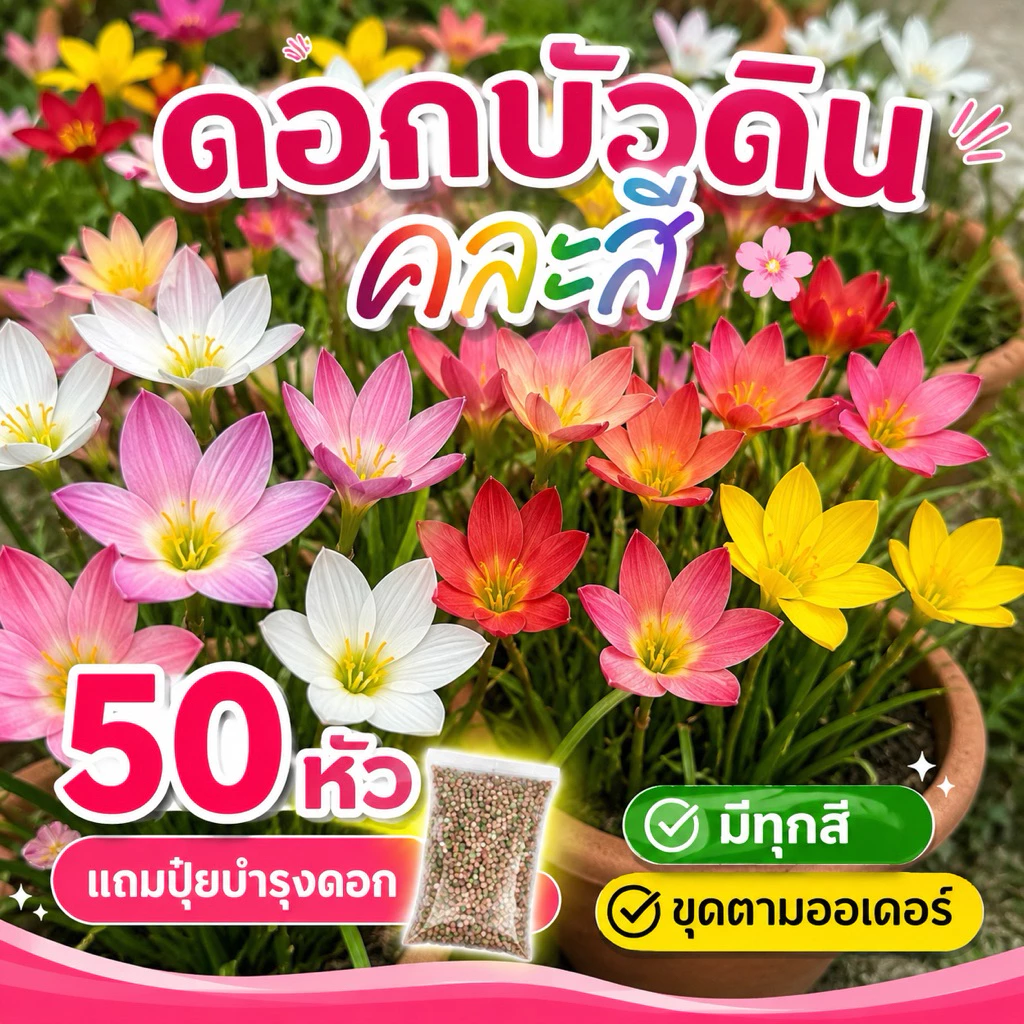หัวดอกบัวดิน คละสี 50 หัว มีแถม 🪷(คละสี)ขุดตามออเดอร์(แถมปุ๋ยบำรุงต้น) 🌈💓