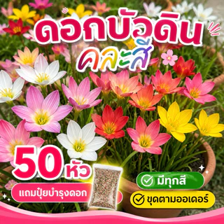 หัวดอกบัวดิน คละสี 50 หัว มีแถม 🪷(คละสี)ขุดตามออเดอร์(แถมปุ๋ยบำรุงต้น) 🌈💓