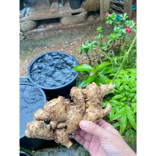 ขิงสด ขิงแก่ แม่ขิง ทำกับข้าว น้ำขิง ข้าวมันไก่ คละไซส์ หอมเผ็ดร้อน ส่งจากสวนเมืองเลย (ติดดินไม่ได้ล้างกันชื้นเน่าเสีย)