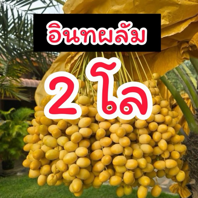 อินทผลัมบาฮีสีเหลือง  เซต 2 โล