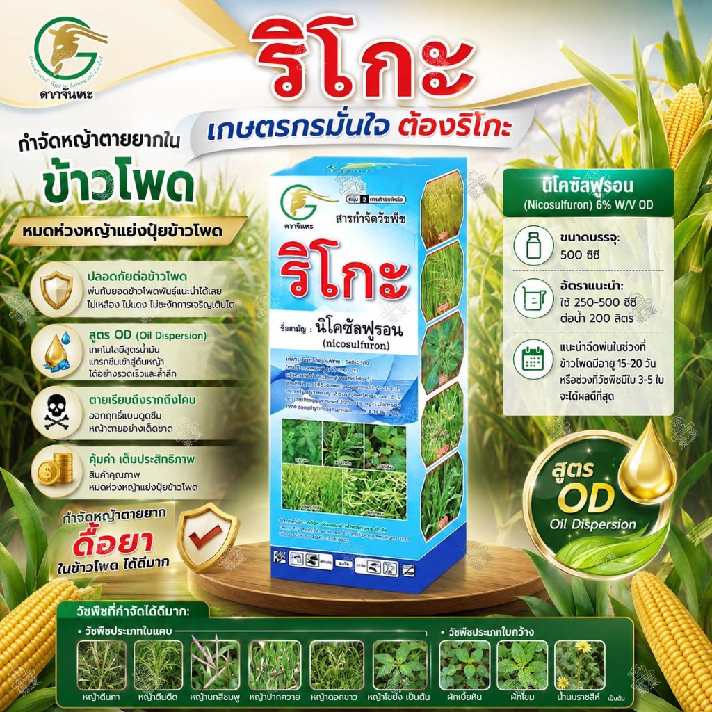 ริโกะ (500 ซีซี) ใช้เหมือน นิโกะ นิโคซัลฟูรอน 6%OD กำจัดหญ้าในข้าวโพด หญ้าโขยง ข้าวฟ่างผี ข้าวโพดผี