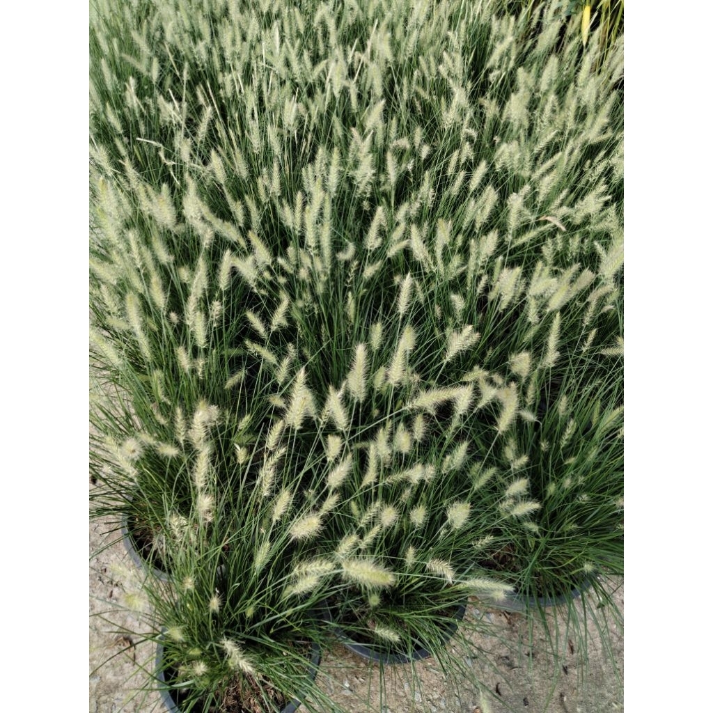 ต้นหญ้าน้ำพุ ดอกขาว Fountain Grass ไม้ประดับแดด100%