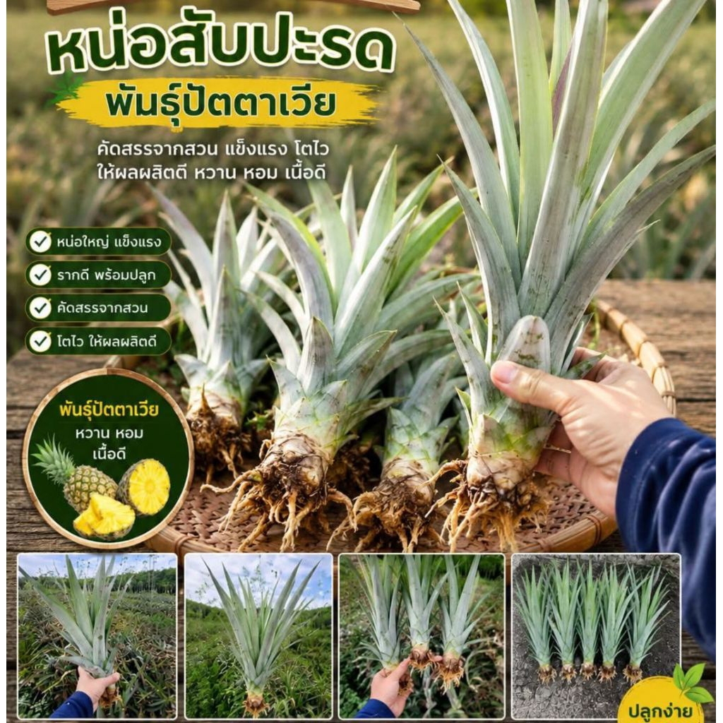 หน่อสับปะรดพันธุ์ปัตตาเวีย ประจวบคีรีขันธ์ (รู้จักในชื่อสับปะรดปราณบุรี) ชุด10หน่อ