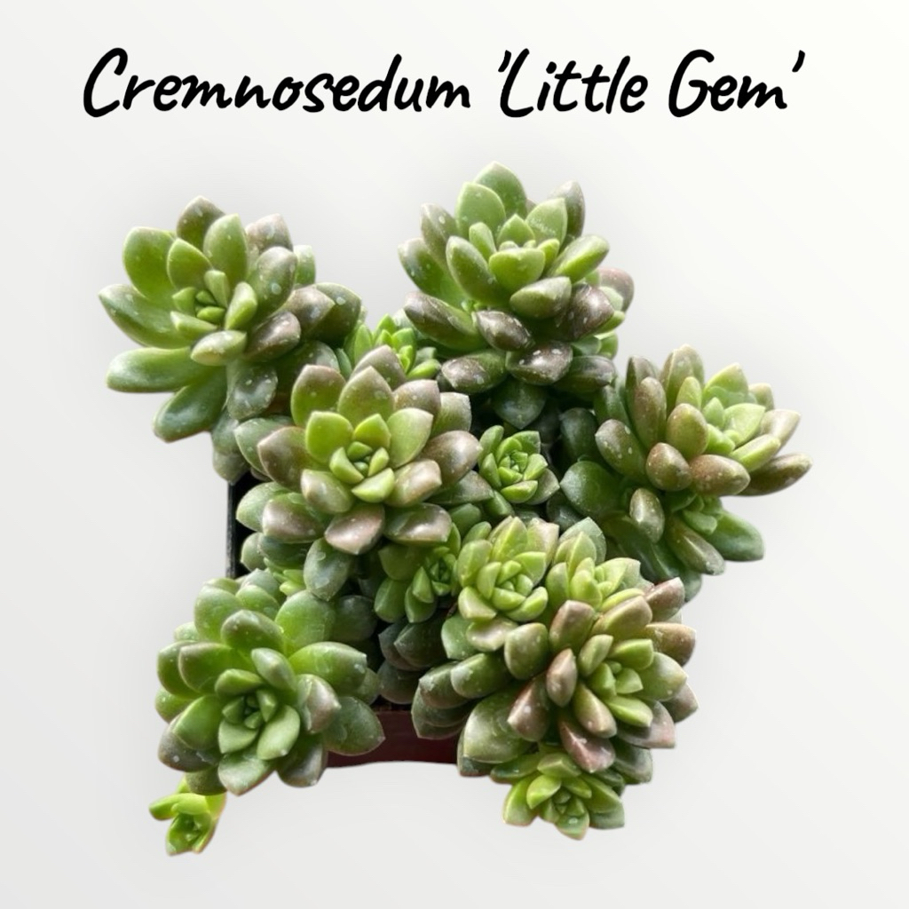 Cremnosedum 'Little Gem' ไม้อวบน้ำ น่ารักๆ กระถาง 2 นิ้ว