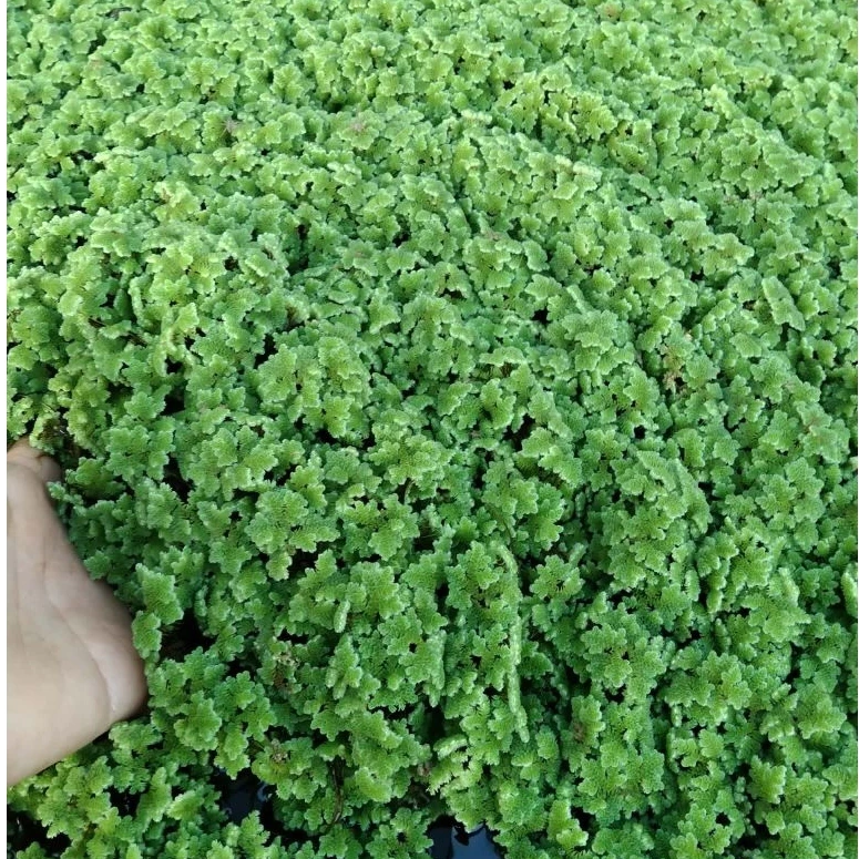 แหนแดง สายพันธุ์อะซอลล่าไมโครฟิลล่า [250กรัม] คัดเกรดอย่างดี ขยายพันธุ์เร็ว นำมาเป็นอาหารสัตว์ คุณภาพสูง