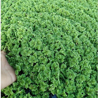 แหนแดง สายพันธุ์อะซอลล่าไมโครฟิลล่า [250กรัม] คัดเกรดอย่างดี ขยายพันธุ์เร็ว นำมาเป็นอาหารสัตว์ คุณภาพสูง