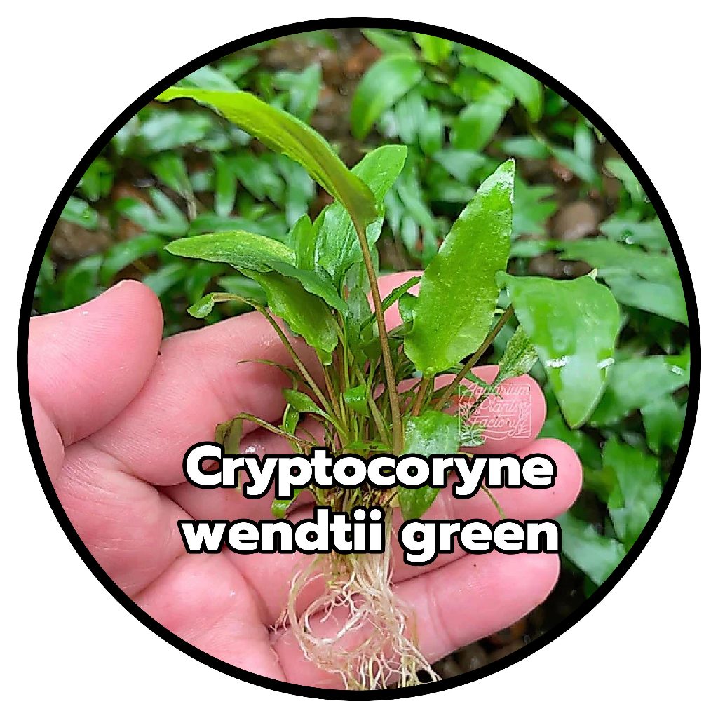 cryptocoryne wendtii green