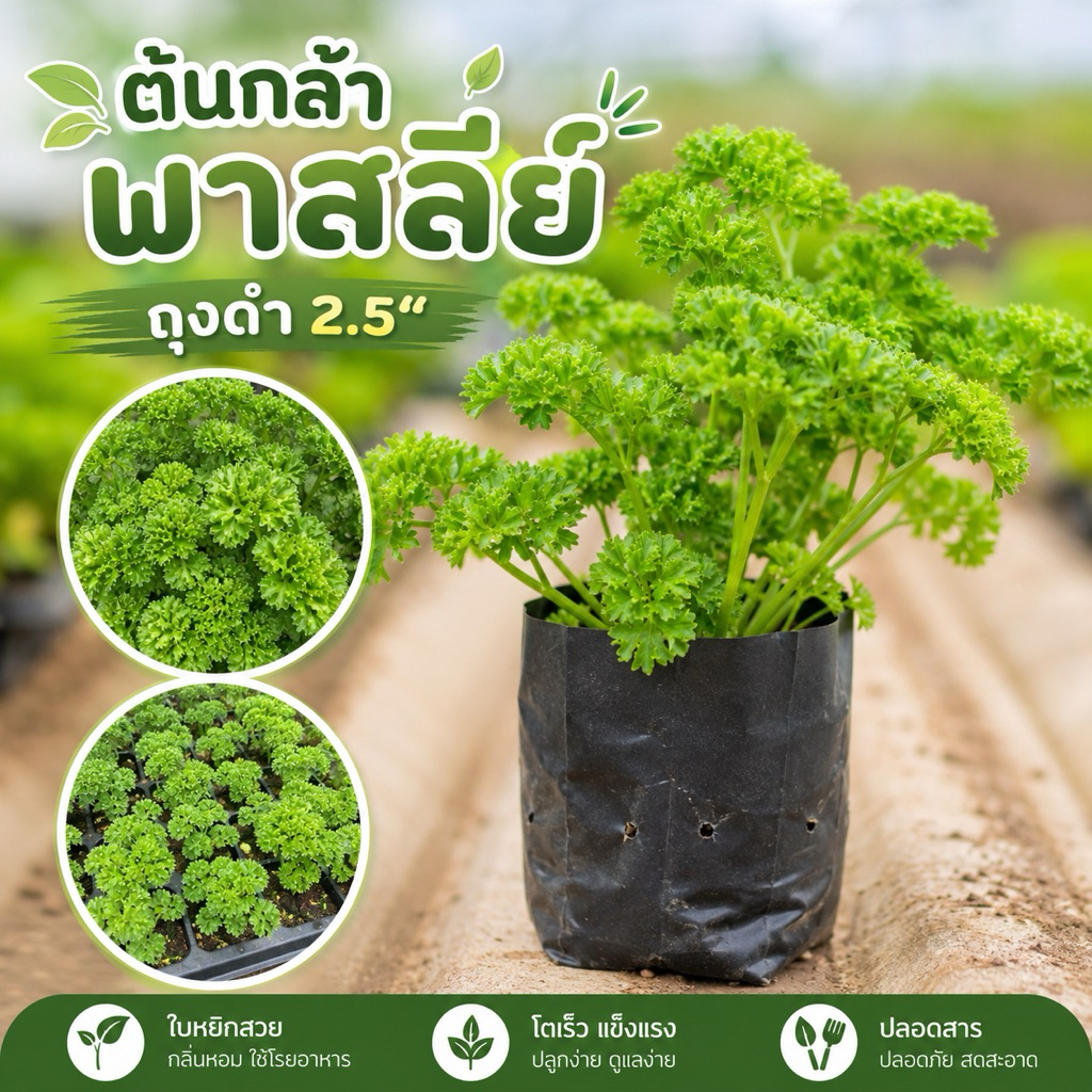 ต้นกล้าพาสลีย์ (ถุงละ20฿)ถุงดำ 2.5“