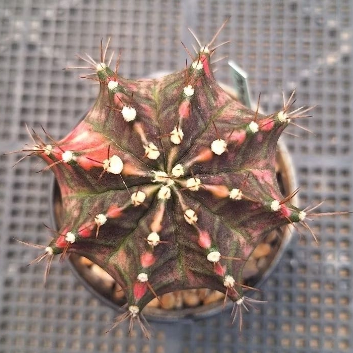 กระบองเพชร แคคตัส (Cactus) ยิมโนด่าง ไม้ชำหน่อ โคลนมะละกอ Papaya จัดส่งแบบถอดกระถาง ลักษณะตามภาพ