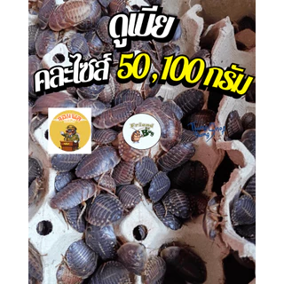 อาหารสัตว์ดูเบียคละไซส์ 100 กรัม , 50 กรัม