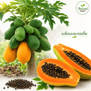 เมล็ดพันธุ์มะละกอต้นเตี้ยพิเศษ เนื้อแดง พันธุ์ไทยแท้ ออกผลเร็ว หวานอร่อย ปลูกง่าย 3ชิ้นแถม1ชิ้น - Papaya - Thaiseed