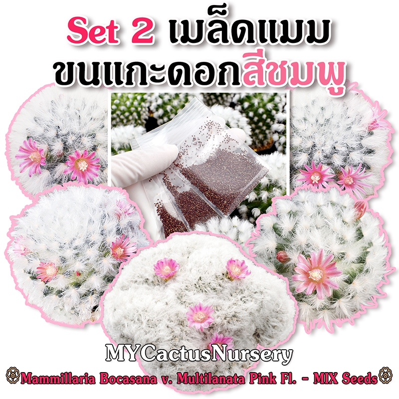 Set2 เมล็ดแมมขนแกะดอกชมพู เมล็ดขนแกะ Mammillaria Bocasana V. Multilanata Seeds เมล็ดขนแกะดอกชมพู