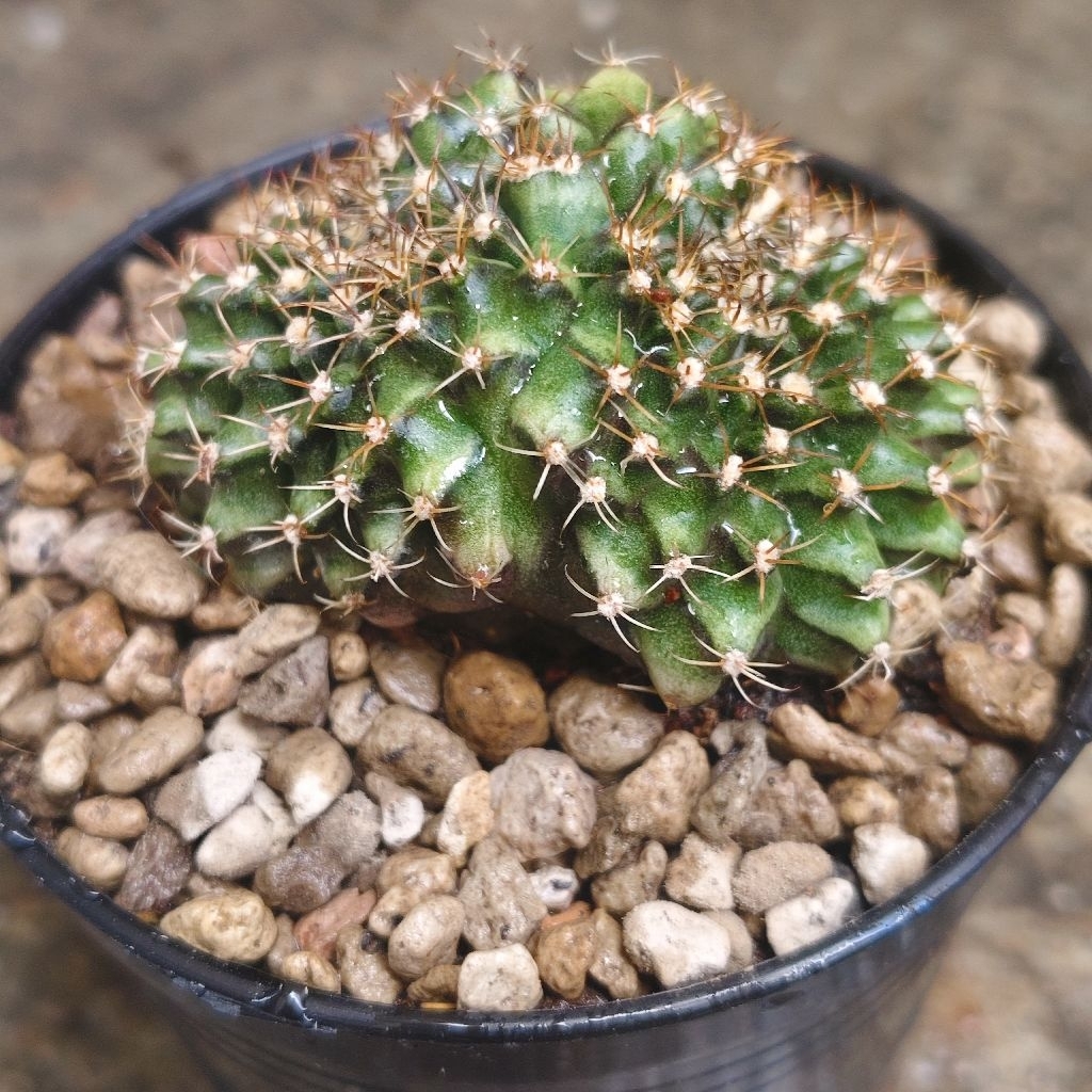 ยิมโน คริสตาต้าหนามแฝด ทรงสวยGymnocalycium cristata แคคตัส กระบองเพชร cactus&succulent ราคา40บาทกระถาง3นิ้ว