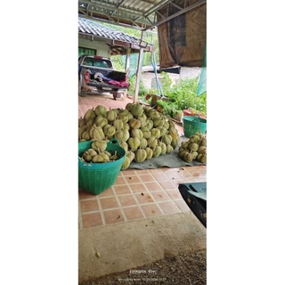 ส่ง16-17ส.ค./กล่องละ 4กิโล ลูกเล็ก/กลาง/สวยๆแก่ๆ