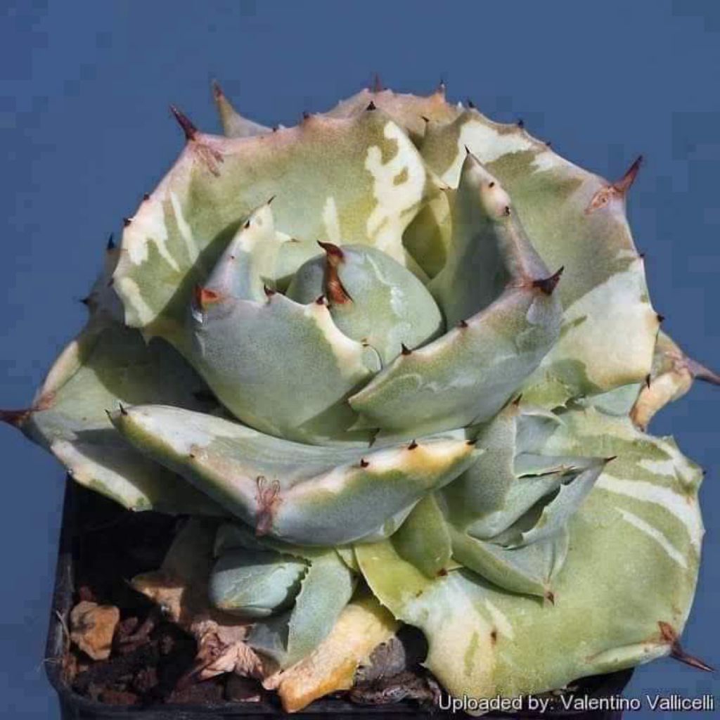 [ขายหน่อ] อากาเว่ agave isthmensis 'Ohi Raijin marginata'  แคคตัส cactus ไม้มงคล ไม้ฟอกอากาศ