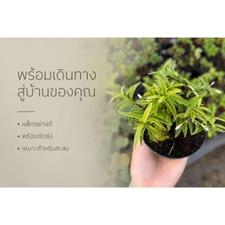โมกเวียดนาม 🌸(Wrightia Vietnamensis)บอนไซจิ๋ว บอนไซแคระ ไม้ทำบอนไซกระถาง 3” mamebonsai