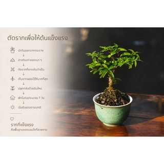 โมกเวียดนาม 🌸(Wrightia Vietnamensis)บอนไซจิ๋ว บอนไซแคระ ไม้ทำบอนไซกระถาง 3” mamebonsai