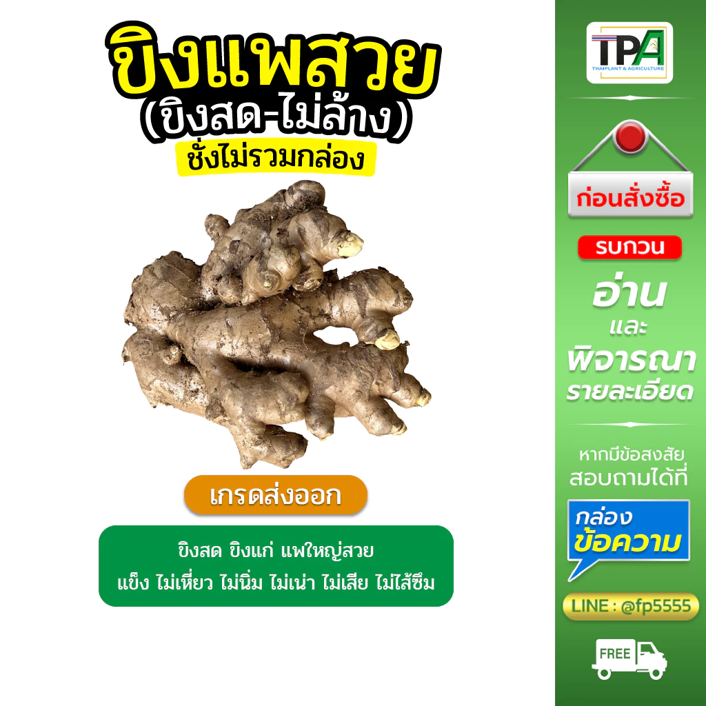 ขิงแพสวย - ขิงสดไม่ล้าง (Fresh Ginger) 1, 2, 3, 4, 5 กก./ KG. เกรดส่งออก เก็บห้องเย็น สินค้าไทย