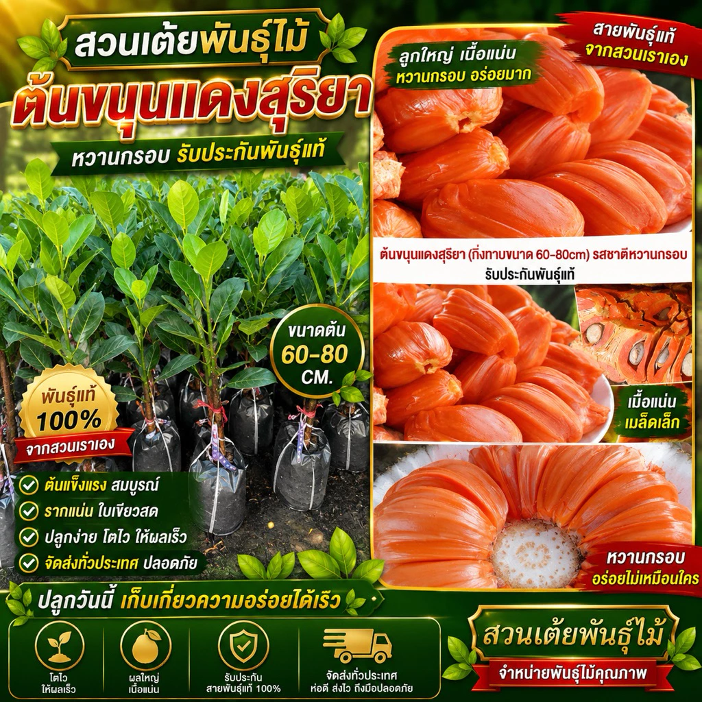 ต้นขนุนแดงสุริยา❗️กิ่งทาบมีให้เลือก2ขนาด❗️50-130cmรสชาติหวานกรอบ หากินยาก รับประกันพันธุ์เเท้จากสวนโดยตรง100%