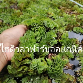 ดอกจอกกุหลาบ จอกแดงญี่ปุ่นจอกหูหนู/รังผึ้ง จอกหูช้าง ฟาร์มออร์แกนิค