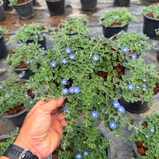 ใบต่อก้าน มอนิ่งกลอรี่ คลุมดินWild ground morning glory ดอกสีสวยส่งติดดอก