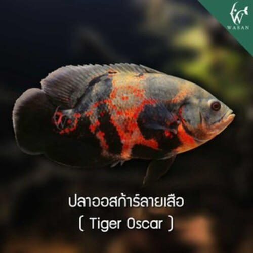 ปลาออสก้าร์ลายเสือ Tiger Oscar (ไซส์ 2.5 นิ้ว)