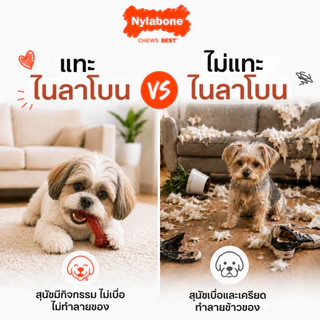 🇺🇸Made in USA🇺🇸 Nylabone Power Chew Bone Dog Toy กระดูกกัดแทะ ของเล่นขัดฟันสุนัข ไร้สารพิษ 3 ชิ้น