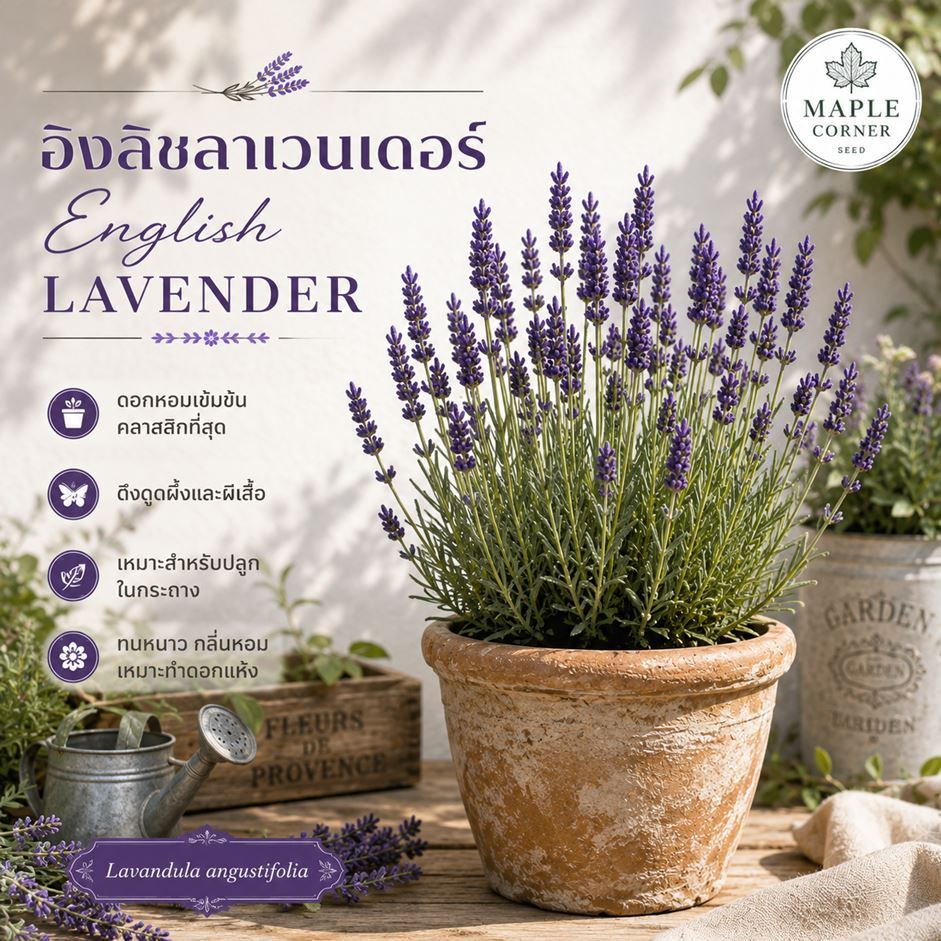 ลาเวนเดอร์อิงลิช English Lavender (เมล็ดพันธุ์) Lavandula angustifolia สมุนไพรฝรั่ง ดอกหอม สวนอังกฤษ