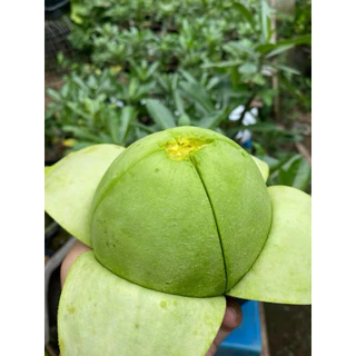 ขายเป็นลูก อโวคาโดพันธุ์บูท 7 ไทย ขายเป็นลูก
