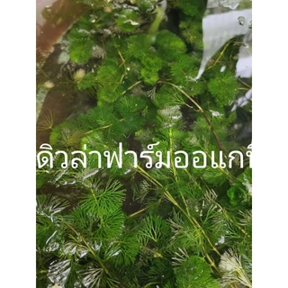 สาหร่ายหางกระรอกฉัตรฟาร์มออแกนิค ต้นยาวแข็งแรง