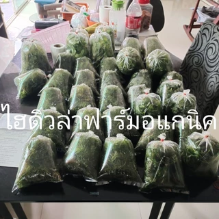 สาหร่ายหางกระรอกฉัตรฟาร์มออแกนิค ต้นยาวแข็งแรง