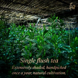 Peace 和 Matchless Single Flush Matcha | ผงชาเขียวมัทฉะ 100% เก็บเกี่ยวครั้งเดียว