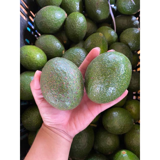 อะโวคาโดบัคคาเนียไข่ (บัคไข่) 1 กิโลกรัม 6-8 ลูก หนึบ มัน รสชาติหวานเล็กน้อย