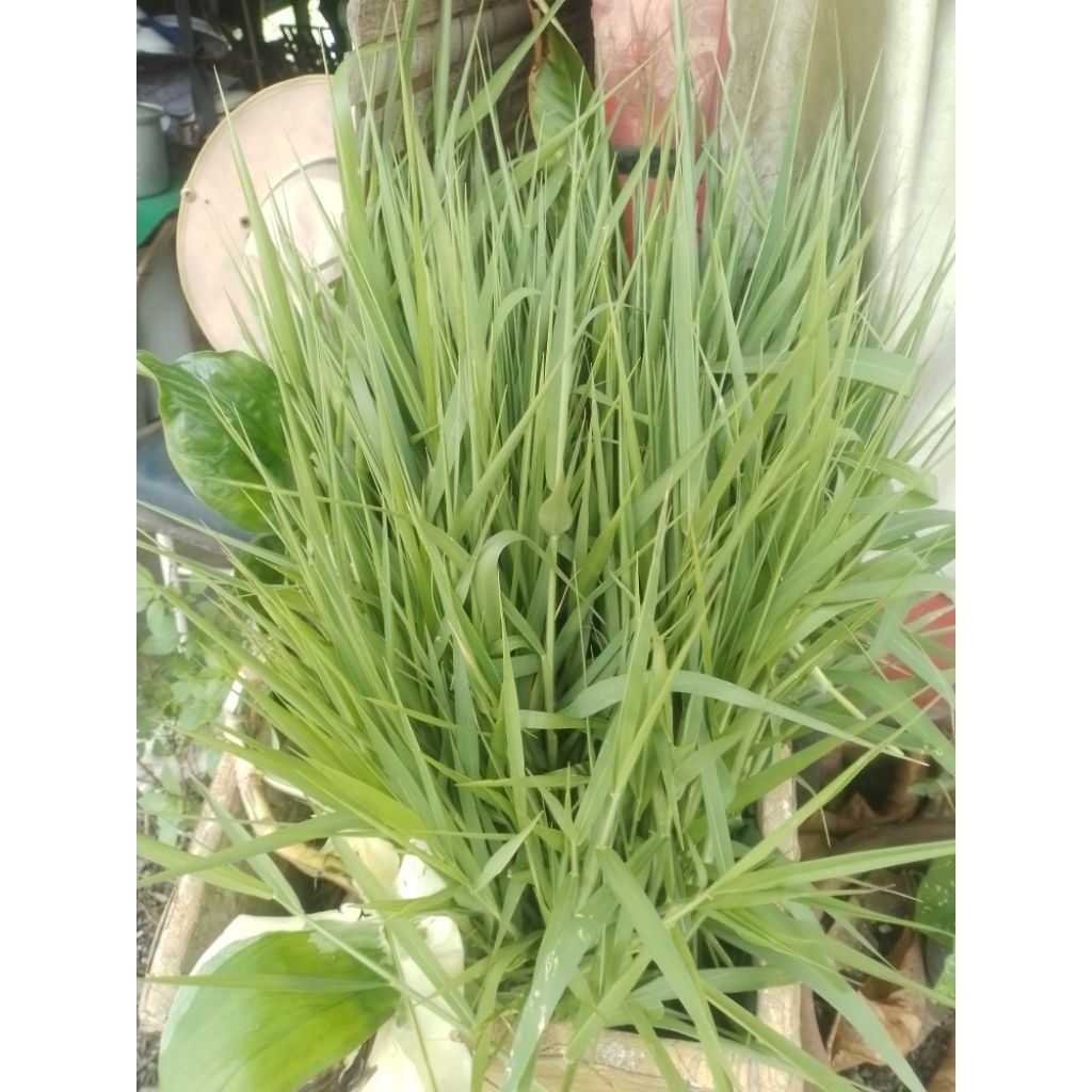 หญ้าขนสด ปลอดสารพิษ 100% จัดส่งสดใหม่ 1ก.ก. 40บาท สำหรับสัตว์เลี้ยง