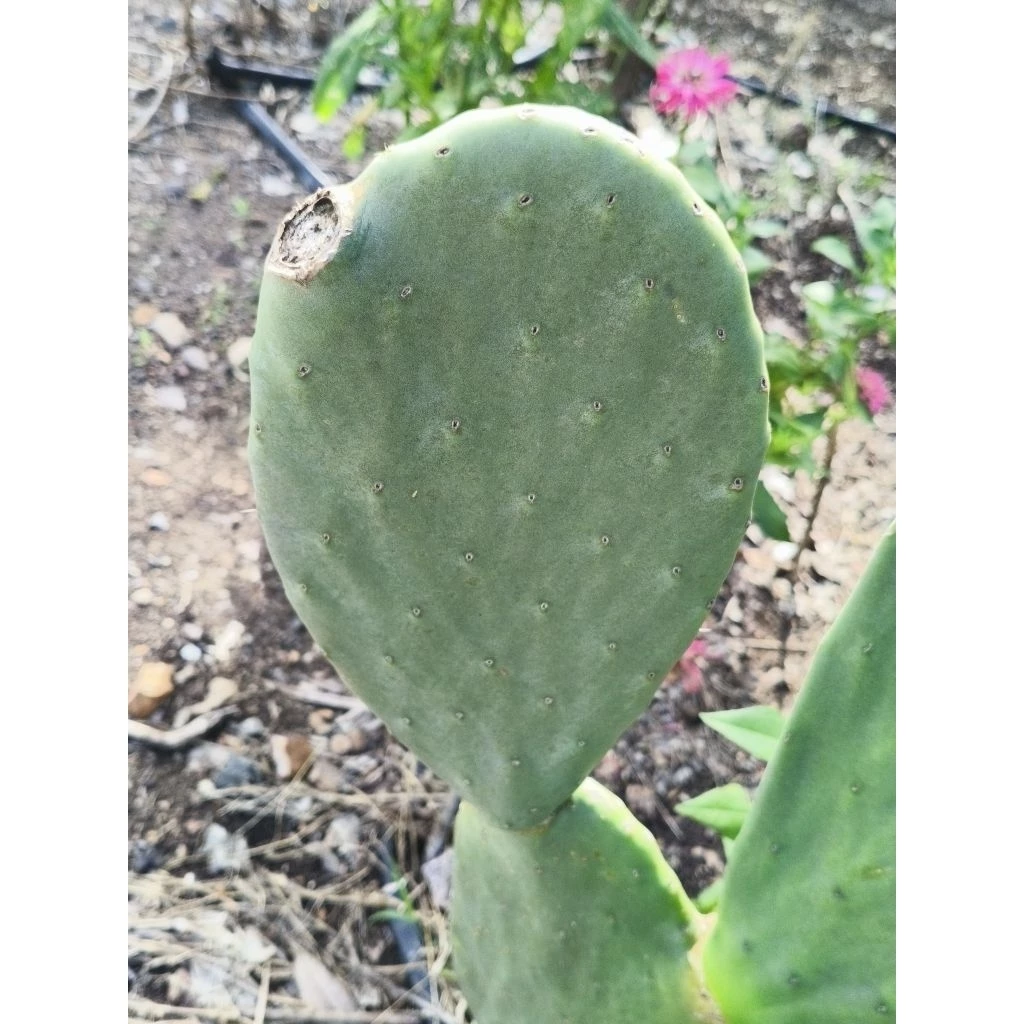 กระบองเพชรกินได้ กระบองเพชรทานผล opuntia ficus indica ตัดสดขนาด8-10" มีตำหนิใบมีรอยตัด