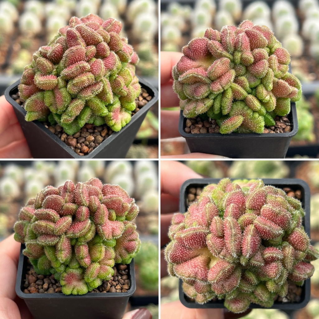 Mammillaria compressa cv yokan: แมมสมองแดง แมมโยกัง แคคตัส กระบองเพชร