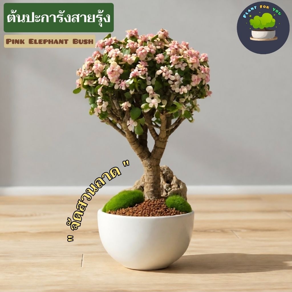 บอนไซต้นปะการังสายรุ้ง พร้อมกระถางครบชุดพร้อมปลูก