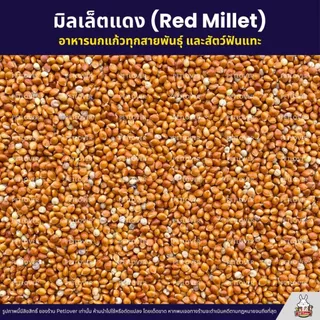 มิลเล็ตแดง Red Millet เกรดA อาหารนกแก้ว และสัตว์ฟันแทะ สะอาด ร่อนฝุ่น (แบ่งขาย 500G / 1KG)