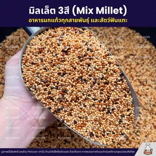 มิลเล็ต 3สี Mix Millet เกรดA อาหารนกเขาเล็ก นกแก้ว สัตว์ฟันแทะ สะอาด ร่อนฝุ่น (แบ่งขาย 500G / 1KG)