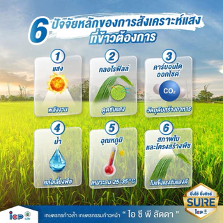บอมบ์ ไรซ์บูสเตอร์ ไอซีพี ลัดดา ผลิตใหม่2569 เสริมการสังเคราะห์แสง สร้างอาหารพืช 1ลิตร