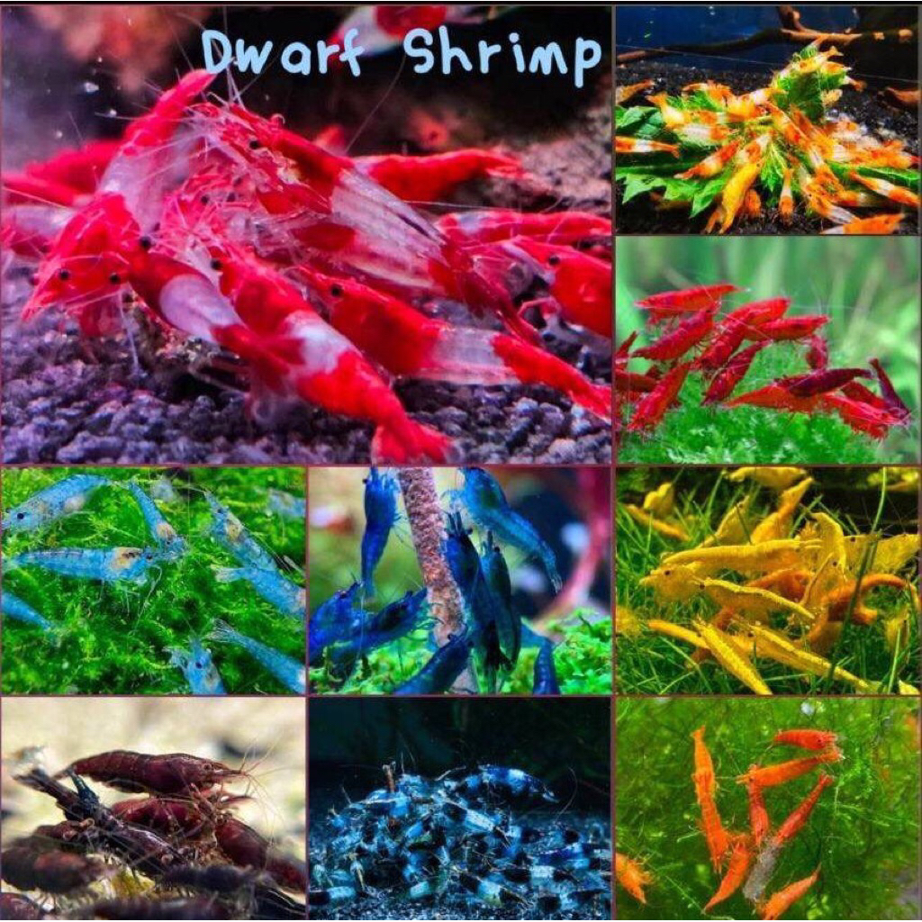 อาหารกุ้งแคระกุ้งแคระหลายแบบหลายสี 13/26 ชิ้นDwarf Shrimp