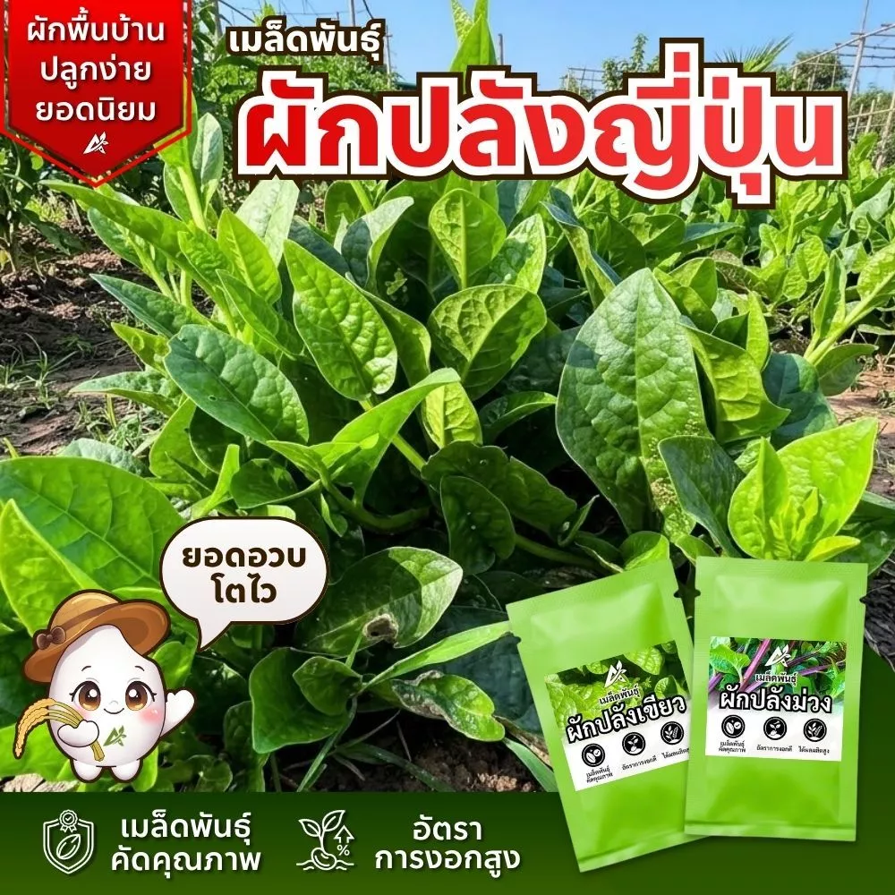 เมล็ดพันธุ์ ผักปลังญี่ปุ่น พันธุ์มุราซากิ บรรจุ50เมล็ด+/ซอง ปลูกง่าย งอกดี ยอดใหญ่ เมือกน้อย(เป็นที่นิยมมาก)
