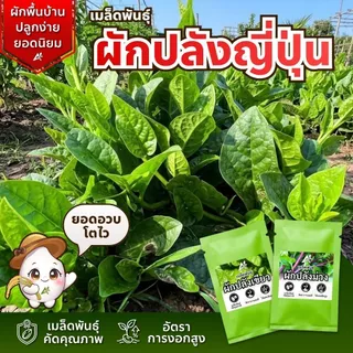 เมล็ดพันธุ์ ผักปลังญี่ปุ่น พันธุ์มุราซากิ บรรจุ50เมล็ด+/ซอง ปลูกง่าย งอกดี ยอดใหญ่ เมือกน้อย(เป็นที่นิยมมาก)