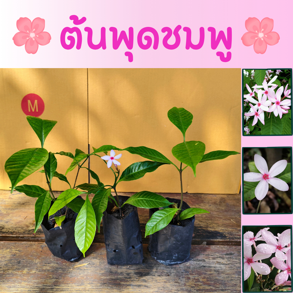 ต้นพุดชมพู ถุงชำ4นิ้ว (โปร 3 ต้น 100 บาท) ออกดอกตลอดทั้งปี ออกดอกง่าย ปลูกง่าย