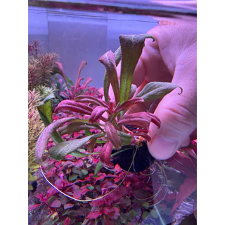[MIN]Samolus red ไม้น้ำหน้าตู้ ทรงพุ่มเตี้ยแดงง่ายแม้ไม่มีco2 low techแสนจะง่าย โยนจบ แบบwabi