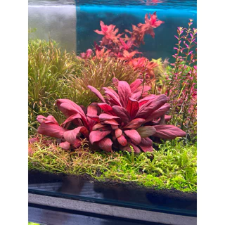 [MIN]Samolus red ไม้น้ำหน้าตู้ ทรงพุ่มเตี้ยแดงง่ายแม้ไม่มีco2 low techแสนจะง่าย โยนจบ แบบwabi
