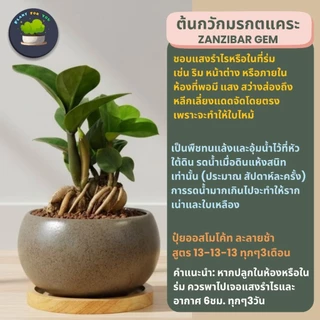 บอนไซ Bonsai พร้อมกระถางเซรามิคทรงกลม+แถมจานรองไม้