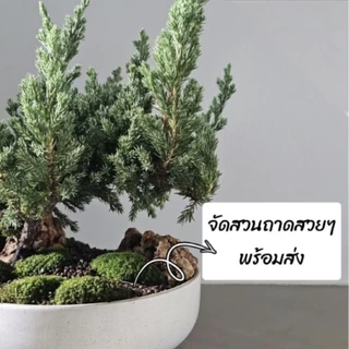 🌳ต้นบอนไซสวนถาด "ตรงปกตามรูป" มีหลายชนิดเลือกฟอร์มต้นได้ในตัวเลือก พร้อมกระถางเซรามิก5-9"นิ้ว